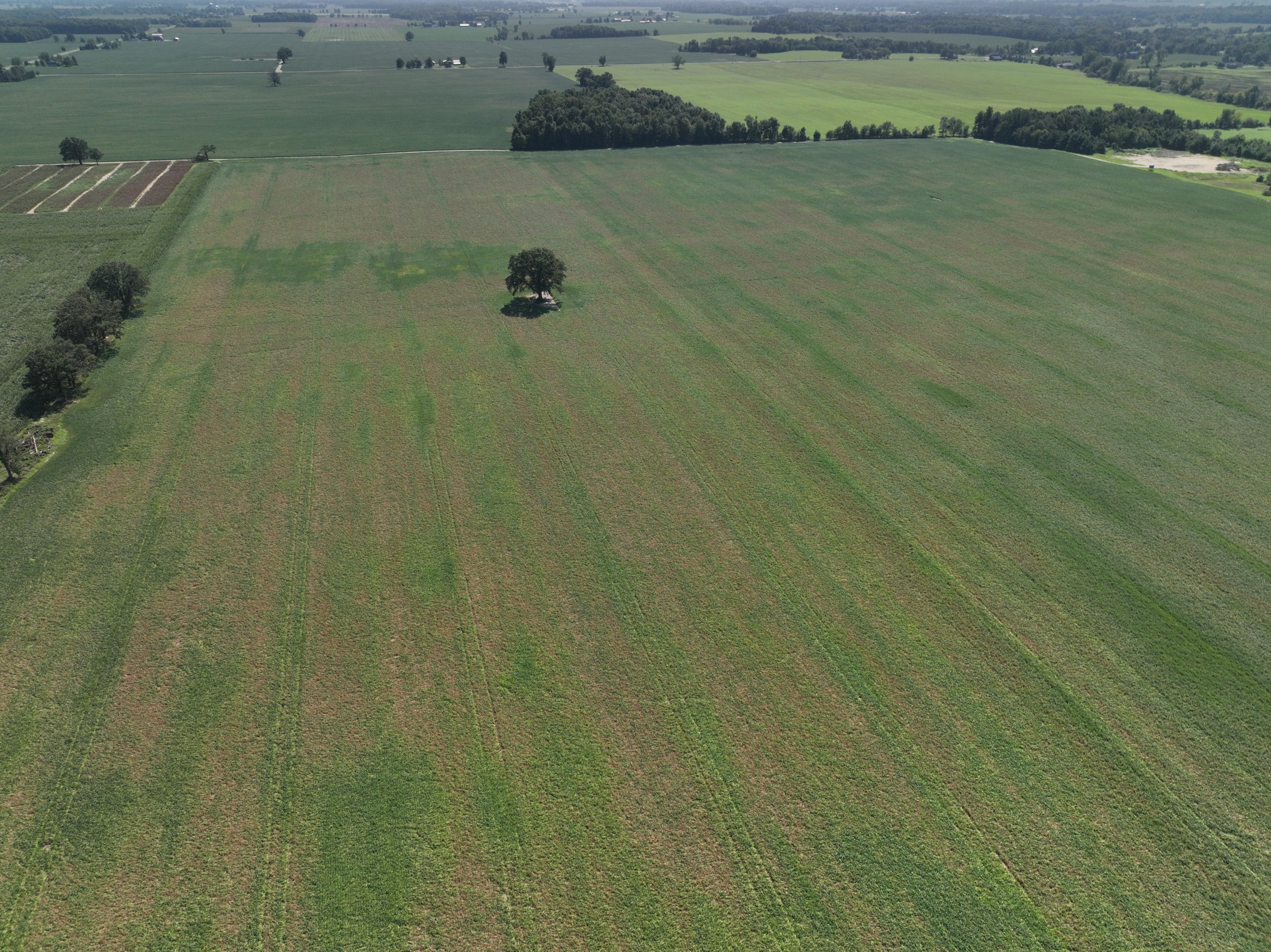 Aerial view of soybean field with white mold damage.